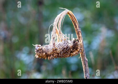 Eine Nahaufnahme einer ausgetrockneten Sonnenblume im Winter Stockfoto
