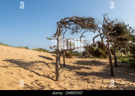 Kiefern in den Sanddünen in Formby an der Küste von Merseyside Stockfoto