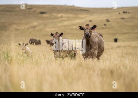 Rinderherde in australien Stockfoto