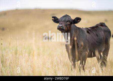 Rinderherde in australien Stockfoto