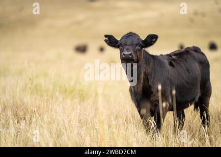 Rinderherde in australien Stockfoto