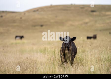 Rinderherde in australien Stockfoto