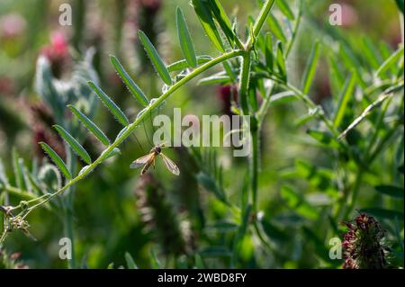 Groß kranefly in der grünen Natur auf einer Pflanze Stockfoto