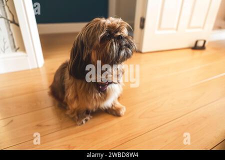 Lustiger, flauschiger Shih-Tzu, der zu Hause sitzt Stockfoto