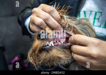 Tierarzt Zahnarzt zeigt Hundezähne nach Reinigung von Plaque und Stein, Nahaufnahme. Stockfoto