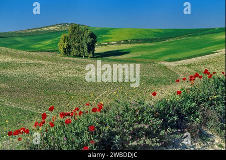 Mohnblumen, einsame Bäume, gepflügte Felder in der Nähe von Cazorla, Morgen im Frühjahr, Andalusien, Provinz Jaen, Spanien Stockfoto