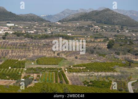 Jalon-Tal, Halbluftansicht mit Orangenhainen und Mandelplantagen mit rosa Blüten Provinz Alicante, Valencia, Spanien Stockfoto