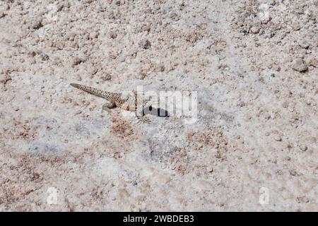 Fabians Lizard (Liolaemus Fabiani) auf Salinen im Los Flamencos National Reserve, Chile. Stockfoto