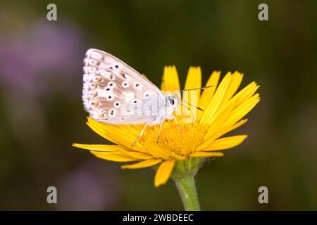 Das Kreidehügelblau - Lysandra coridon - saugt mit seinem Stamm Nektar aus der Blüte des Ochsenauges - Buphthalmum salicifolium Stockfoto