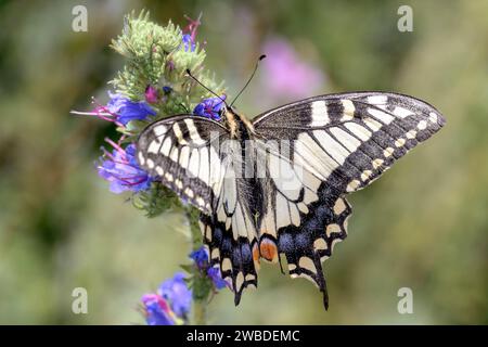 Gelber Schwalbenschwanz oder Schwalbenschwanz der alten Welt - Papilio machaon - ruht auf einer Blüte von Viperenbugloss oder Blaualgen - Echium vulgare Stockfoto