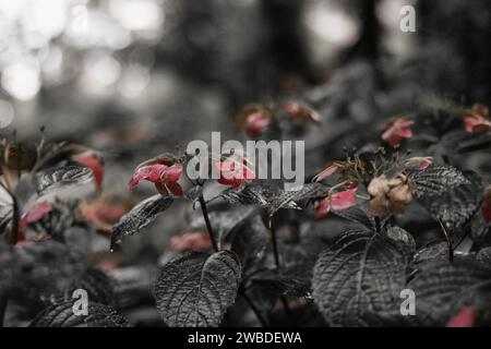 Eine Nahaufnahme einer Gruppe leuchtender roter Blumen mit üppigen Blättern Stockfoto