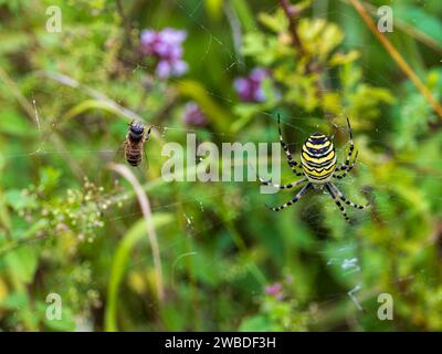 Bee on a Wasp Spinnennetz Stockfoto