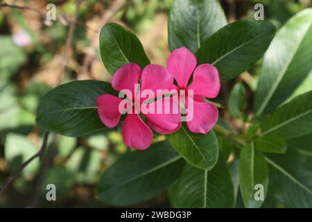Blick von oben auf die beiden dunkelrosa Cape Periwinkle Blüten (Catharanthus roseus), die nahe beieinander blühen Stockfoto
