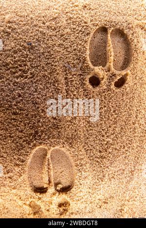 Kamelfußabdrücke im Sand, Nahaufnahme der Spuren in der natürlichen Umgebung. Stockfoto