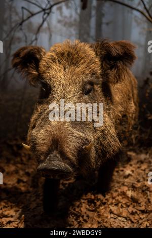 Wildschweine im Wald, Nahaufnahme Porträt im natürlichen Lebensraum. Stockfoto