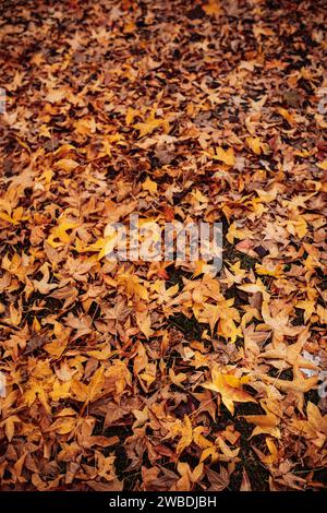 Eine vertikale aus getrockneten Herbstblättern, die auf dem Boden verstreut sind Stockfoto