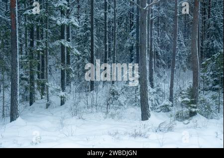 Ein dichter Wald an einem schneebedeckten Tag im Winter. Stockfoto