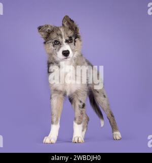 Das süße blaue merle Border Collie Hündchen steht nach vorne. Blick auf die Kamera mit bräunlichen Augen und herzförmiger schwarzer Nase. Isoliert am Stockfoto