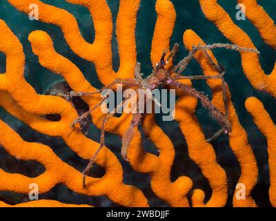 Eine langbeinige Kap-Spinnenkrabbe (Macropodia falcifera), die auf einem orangefarbenen Seefächer sitzt Stockfoto