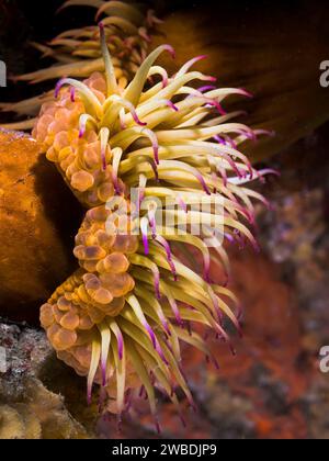 Seitenansicht einer Falschen Pflaumenanemone unter Wasser (Pseudactinia flagellifera) mit orangenem Körper und Creme-Tentakeln mit malvenfarbenen Spitzen Stockfoto