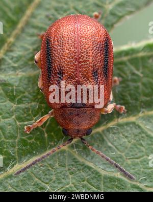 Dorsale Sicht des Weißdornblattkäfers (Lochmaea crataegi). Tipperary, Irland Stockfoto