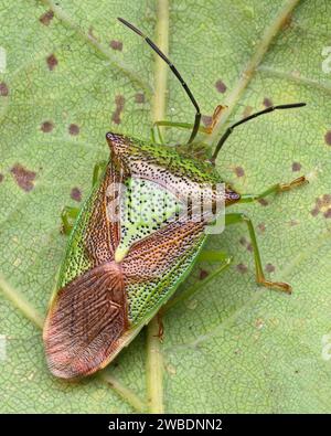 Weißdorn Shieldbug (Acanthosoma haemorrhoidale) an der Blattunterseite. Tipperary, Irland Stockfoto