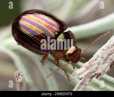 Rosmarinkäfer (Chrysolina americana) auf Lavendelpflanze. Tipperary, Irland Stockfoto