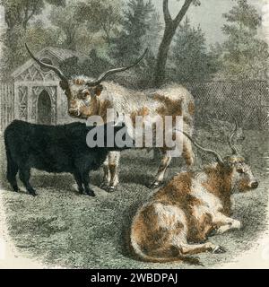 Ungarische und schottische Rinder (Scottish Highland). Quadratisches Detail mit farbigem Stich aus der Ausgabe 1866 von Cassell’s Popular Natural History, herausgegeben von Cassell, Petter und Galpin. Stockfoto