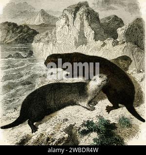 Seeotter von Kamtschatka im fernen Osten Russlands. Quadratisches Detail mit farbigem Stich aus der Ausgabe 1866 von Cassell’s Popular Natural History, herausgegeben von Cassell, Petter und Galpin. Stockfoto