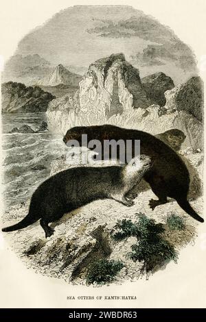 Seeotter von Kamtschatka im fernen Osten Russlands. Farbstich aus der Ausgabe 1866 von Cassell’s Popular Natural History, herausgegeben von Cassell, Petter und Galpin. Stockfoto