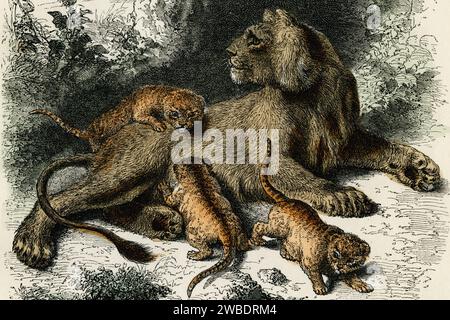 Löwe und Junge. Detail des Farbstichs aus der Ausgabe 1866 von Cassell’s Popular Natural History, herausgegeben von Cassell, Petter und Galpin. Stockfoto