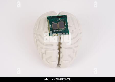 Menschliches Gehirn und Computerchip. Mikroprozessor im Kopf, auf weißem Hintergrund. Stockfoto