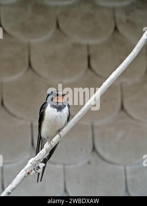 Nahaufnahme einer Scheunenschwalbe, Hirundo, Rustica, die auf einem Kabel sitzt Stockfoto