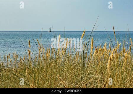 Blick durch die Dünen zu einem Segelboot auf der Ostsee Stockfoto