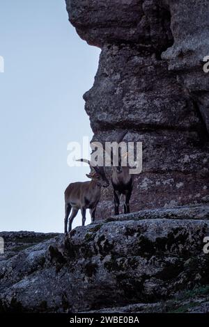 Iberischer Steinbock - Capra pyrenaica, wunderschöne beliebte Bergziege aus den Bergen und Hügeln Iberiens, Andalusien, Spanien. Stockfoto