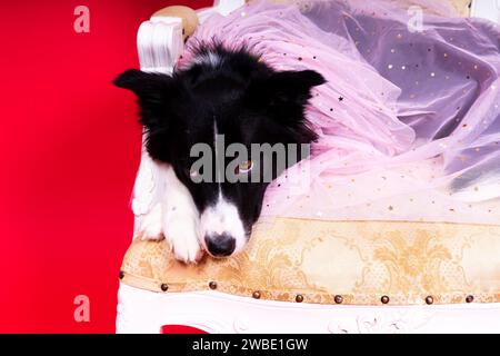 Border Collie Porträt mit Blick auf die Kamera vor rotem und gelbem Hintergrund Stockfoto