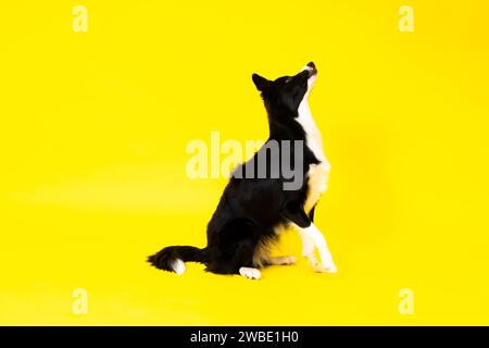 Border Collie Porträt mit Blick auf die Kamera vor rotem und gelbem Hintergrund Stockfoto