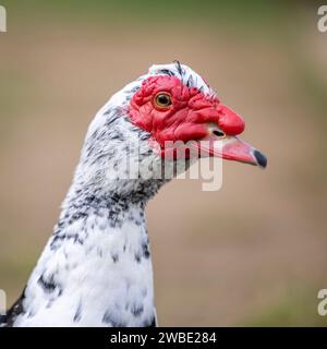 Schöne Moschusente mit rotem Kopf und Schnur. In einer Profilhaltung in die Kamera blicken. Nahaufnahme des Kopfes. Stockfoto