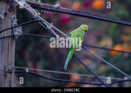 Grüner exotischer Vogel, eine Art Papagei, der auf Elektrodraht steht Stockfoto