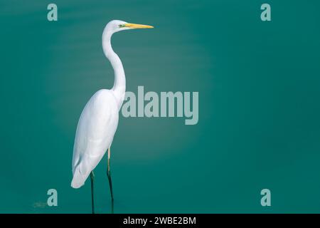 Wunderschöner großer Reiher, der in einem ruhigen See steht. Ein großer weißer Vogel auf grünem Hintergrund Stockfoto