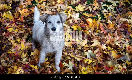 Niedlicher Hund im Herbst verlässt Hintergrund. Hündchen im Park. Stockfoto