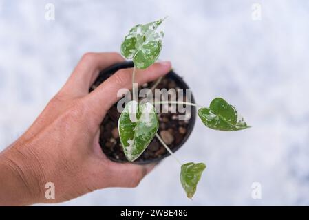 Nahfokus auf Alocasia frydek variegiert im Topf Stockfoto