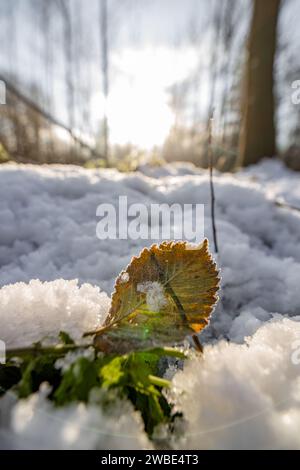 Ein gefrorenes grünes Blatt, das auf einem schmutzigen Boden liegt, bedeckt mit Schnee an einem schönen eiskalten Wintermorgen. Es war der erste Schnee im dezember und sunn Stockfoto