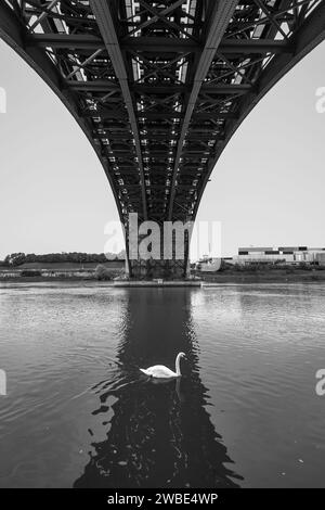 Ein Schwan in der Drau in Mariborer Stadt Slowenien. Im Hintergrund gibt es ein Mal namens europark. Darüber befindet sich eine Zugbrücke Stockfoto