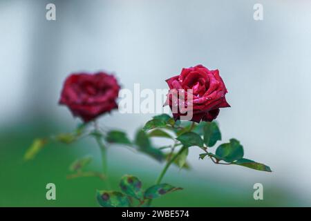 Zwei rote Rosen isoliert in einem Park in Bad Radkersburg, Österreich. Sie haben grüne Blätter und einen Stamm mit Gurken oder auch Dornen genannt. Sie hatten ein B Stockfoto
