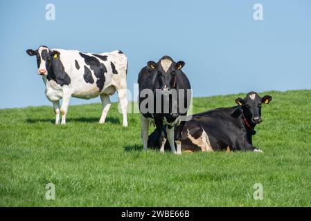 Trockene Milchkühe, Penrith, Cumbria, Großbritannien. Stockfoto