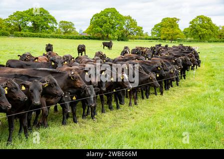 Wagyu Beef Cattle, Shropshire, Vereinigtes Königreich. Stockfoto