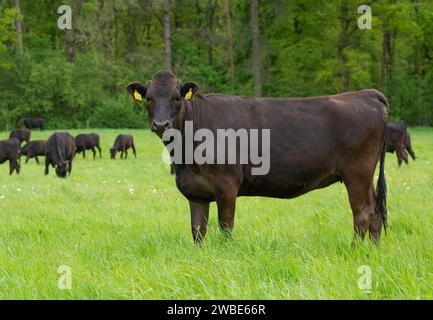 Wagyu Beef Cattle, Shropshire, Vereinigtes Königreich. Stockfoto