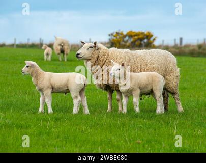 Kommerzieller Welsh Mule mit gekreuzten Lämmern, Shropshire, Großbritannien Stockfoto