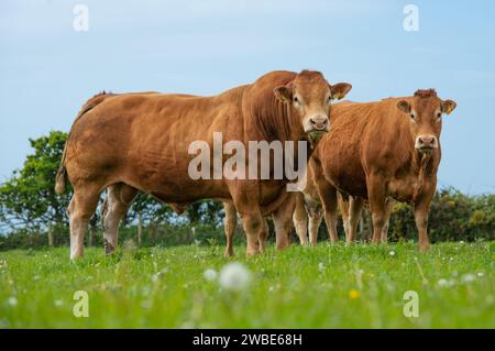 Ein Pedigree Limousin Bulle and Cow, Anglesey, Gwynedd, North Wales, UK. Stockfoto